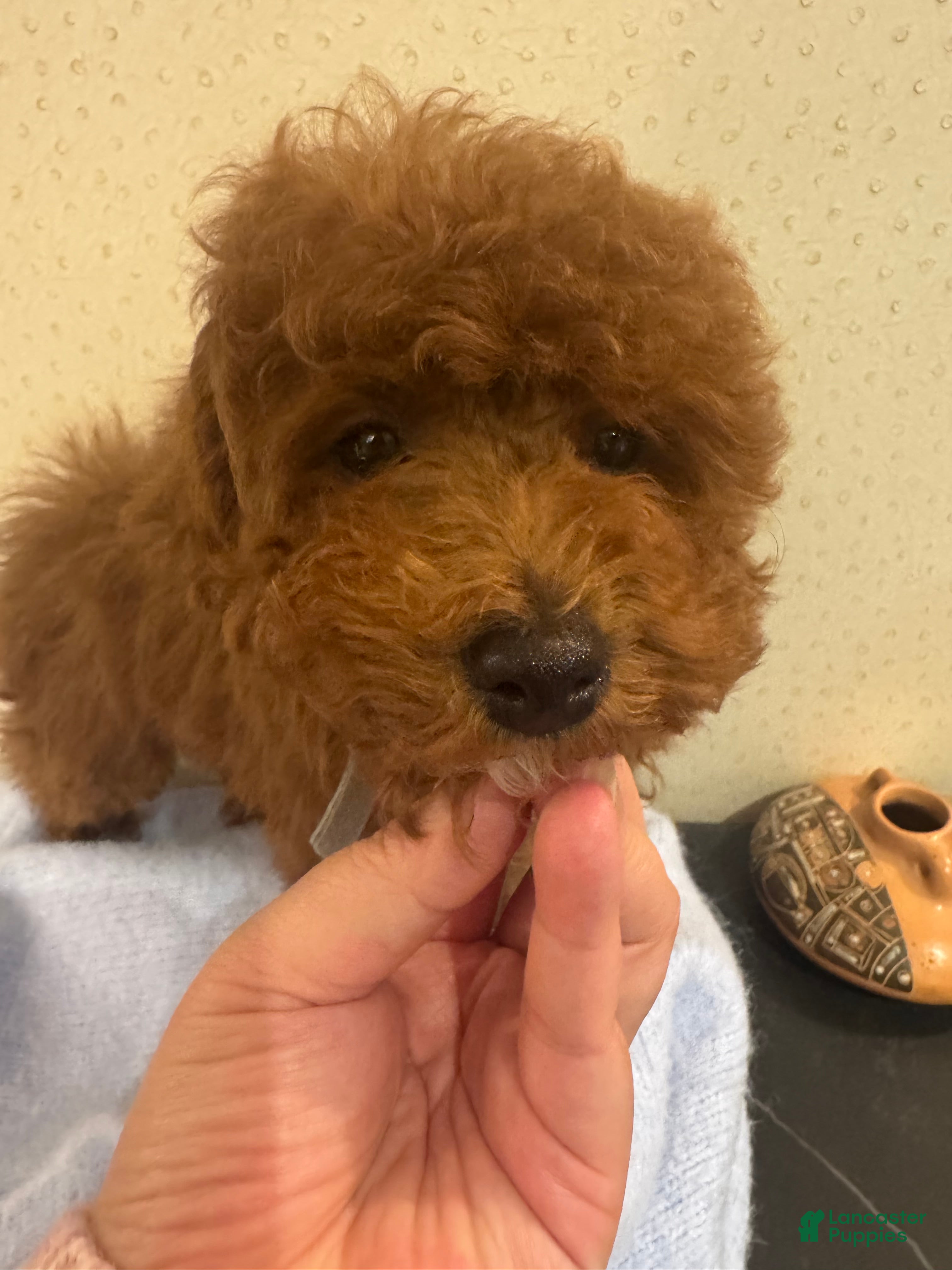 Toy Poodle dogs Coffee - Ad 1