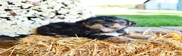 Yorkiepoo dogs for sale: Jasper - Ad 2