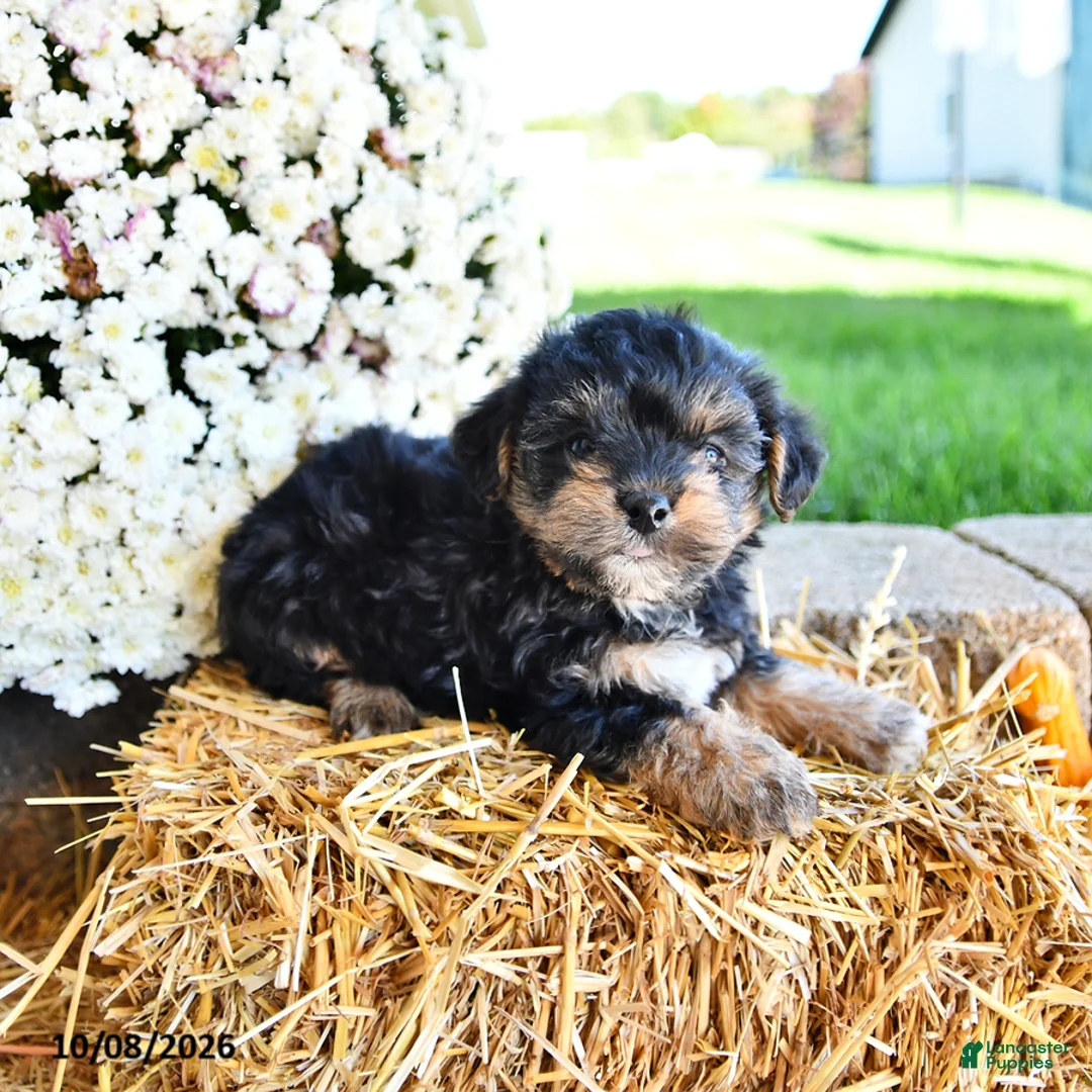 Yorkiepoo dogs for sale: Jasper - Ad 2