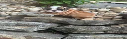 English Bulldog dogs for sale: Treva  - Ad 2