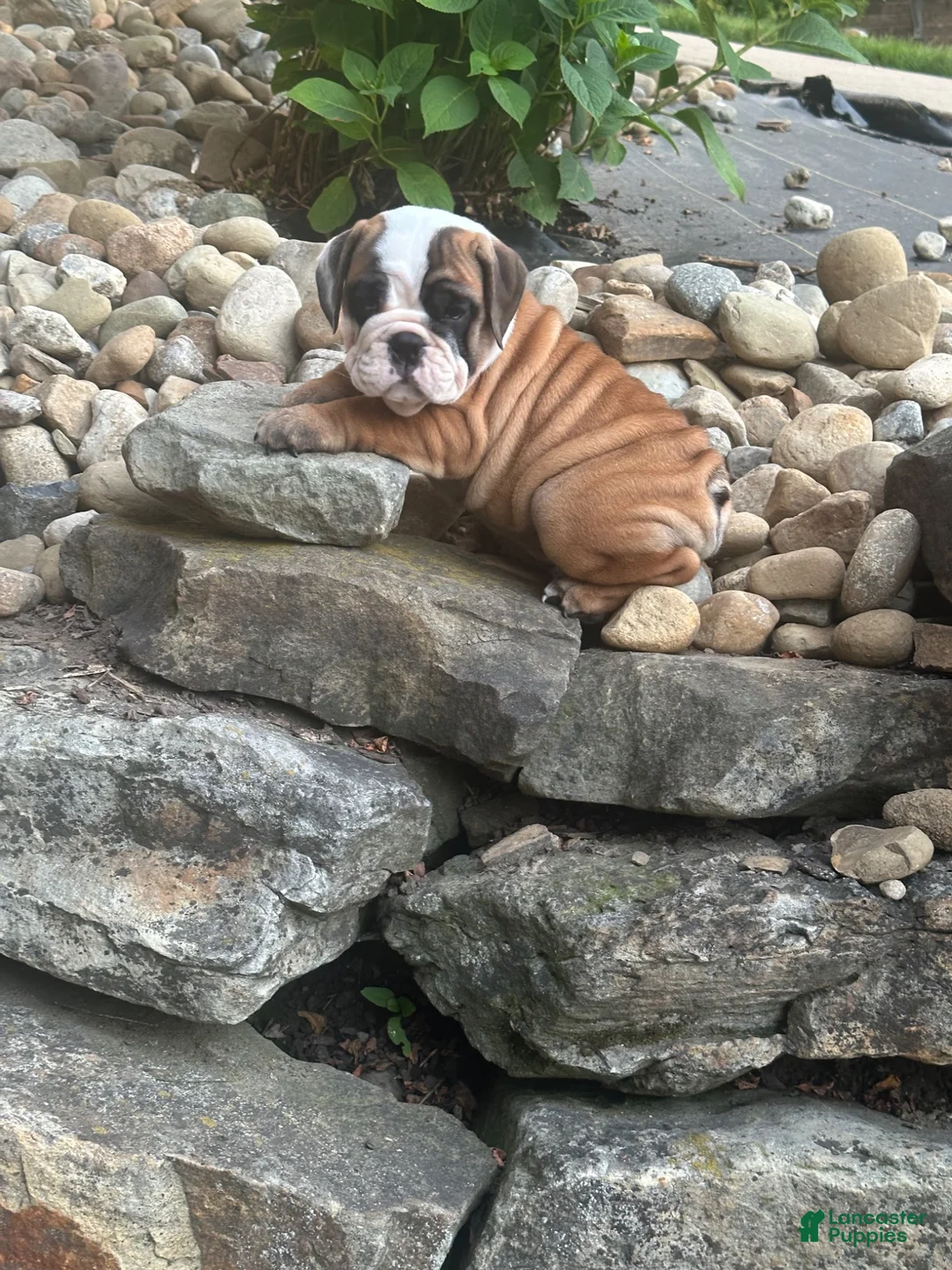 English Bulldog dogs for sale: Treva  - Ad 2