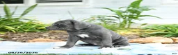 Cane Corso dogs for sale: Winslet - Ad 3