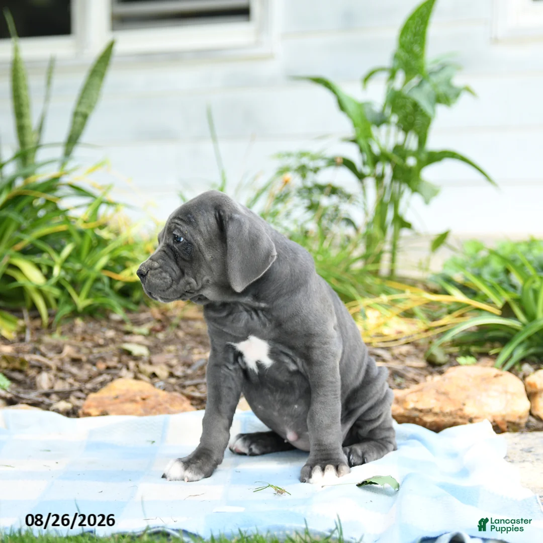 Cane Corso dogs for sale: Winslet - Ad 3