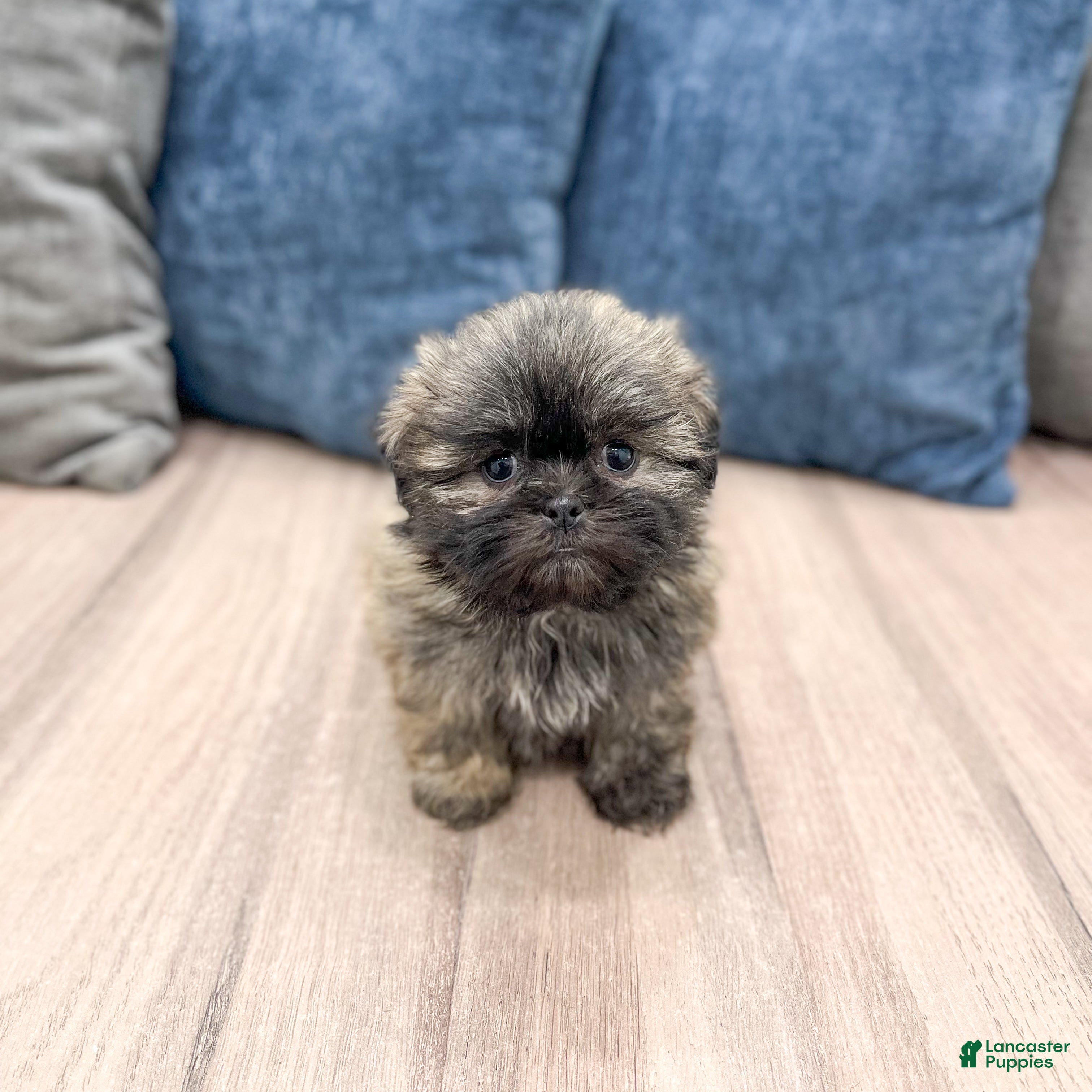 Teddy Bear dogs Sadie - Ad 2