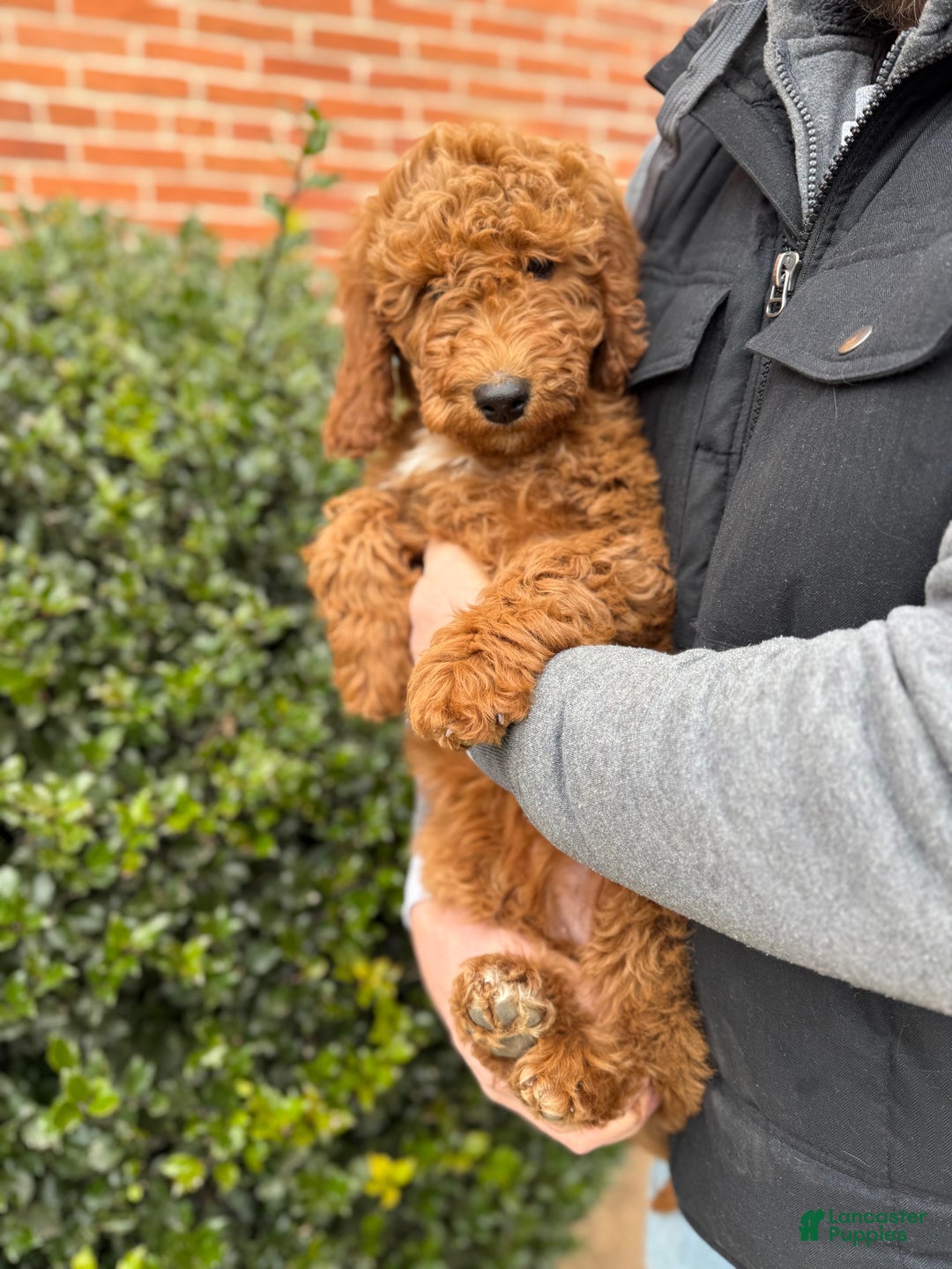 Irish Doodle dogs for sale: Ozzy - Ad 3