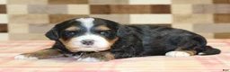 Mini Bernedoodle dogs for sale: Nova - Ad 1