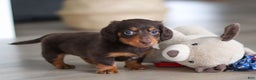 Miniature Dachshund dogs for sale: Robin - Ad 11