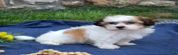 Teddy Bear dogs for sale: Chowder  - Ad 4