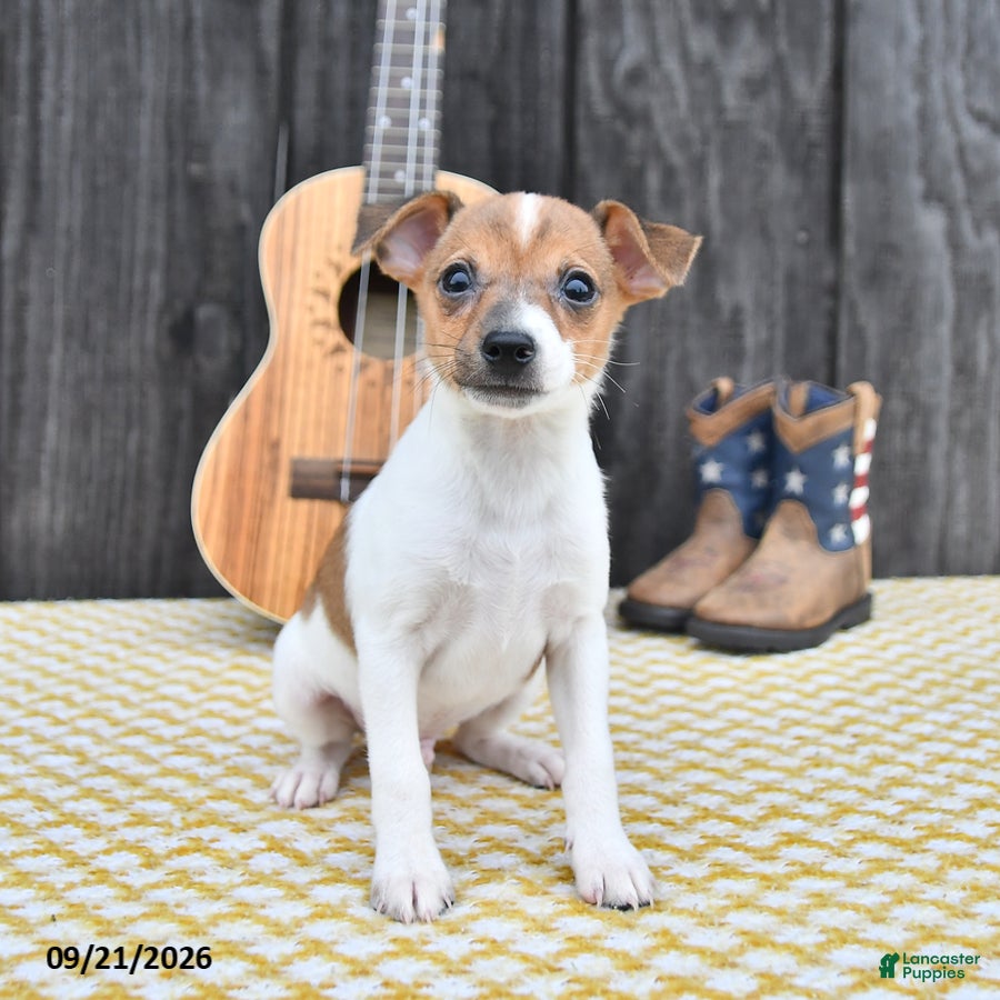 Toy Fox Terrier dogs Buster - Ad 1