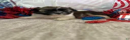 Shih Tzu dogs for sale: Nico - Ad 5