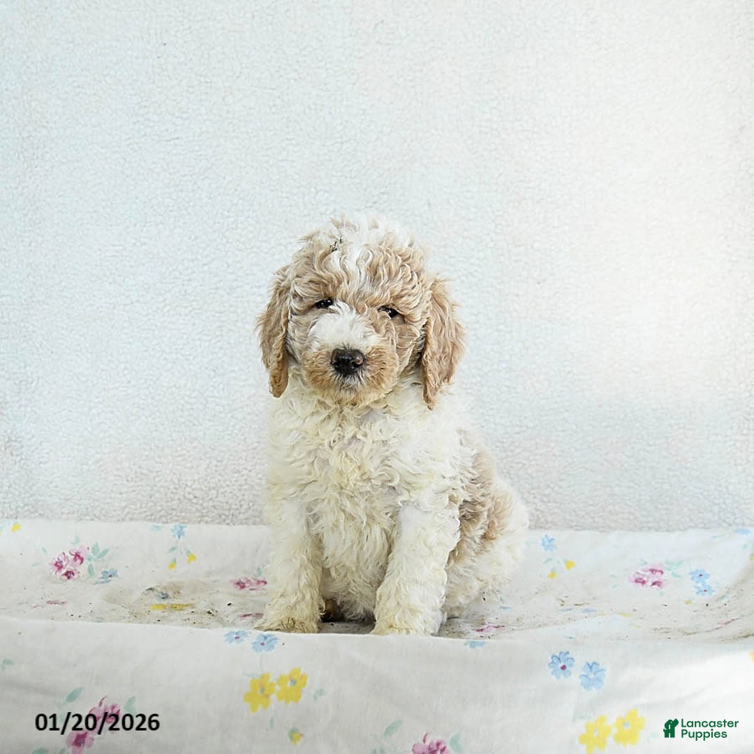 Standard Poodle dogs for sale: Mango - Ad 1