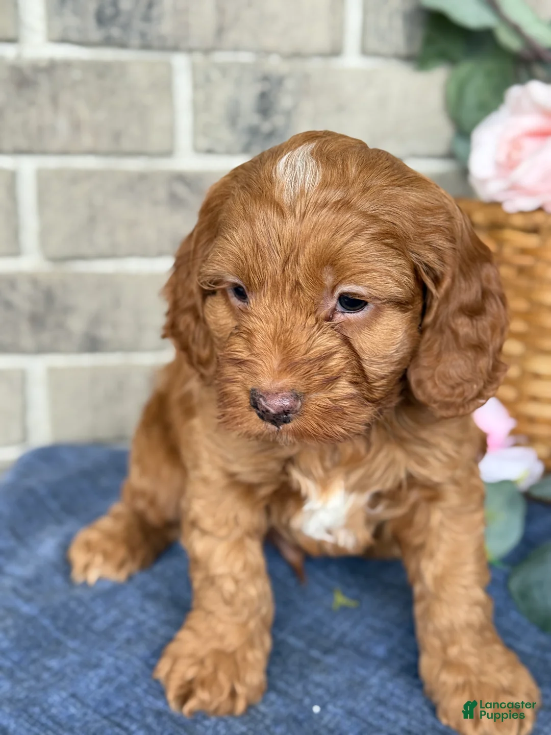 Cockapoo dogs for sale: Maverick - Ad 12