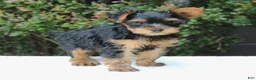 Yorkshire Terrier dogs for sale: Remmy  - Ad 6
