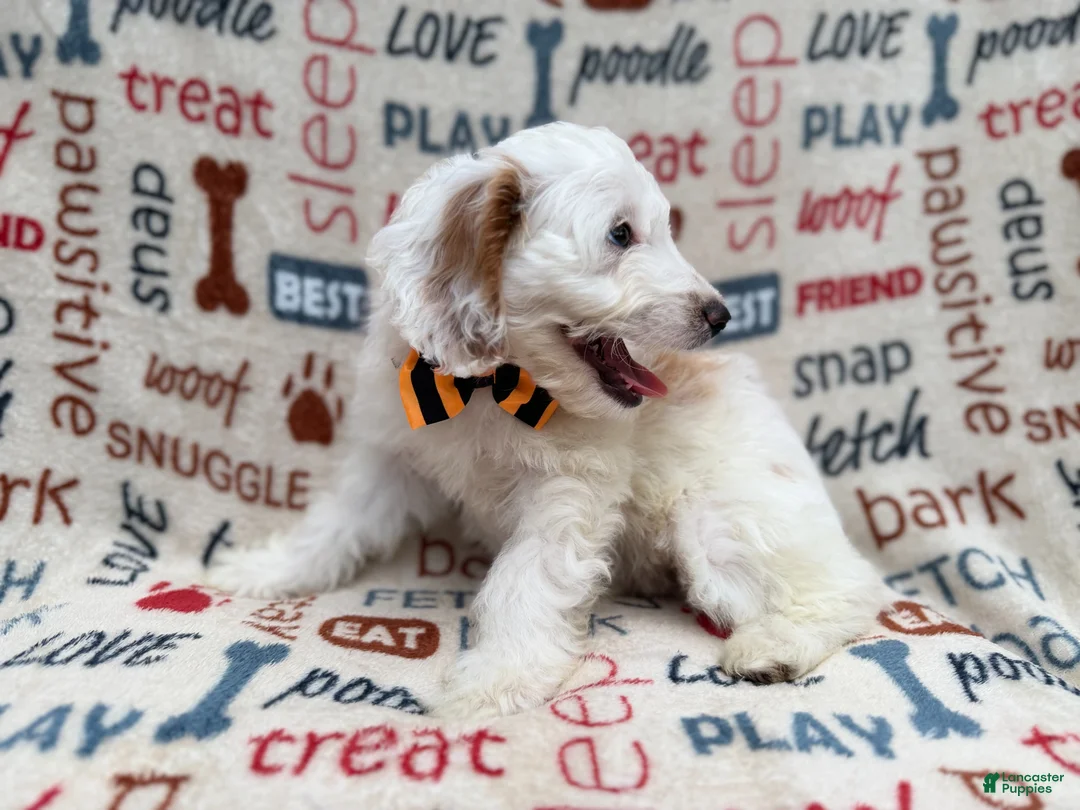 Cockapoo dogs for sale: Louie - Ad 2