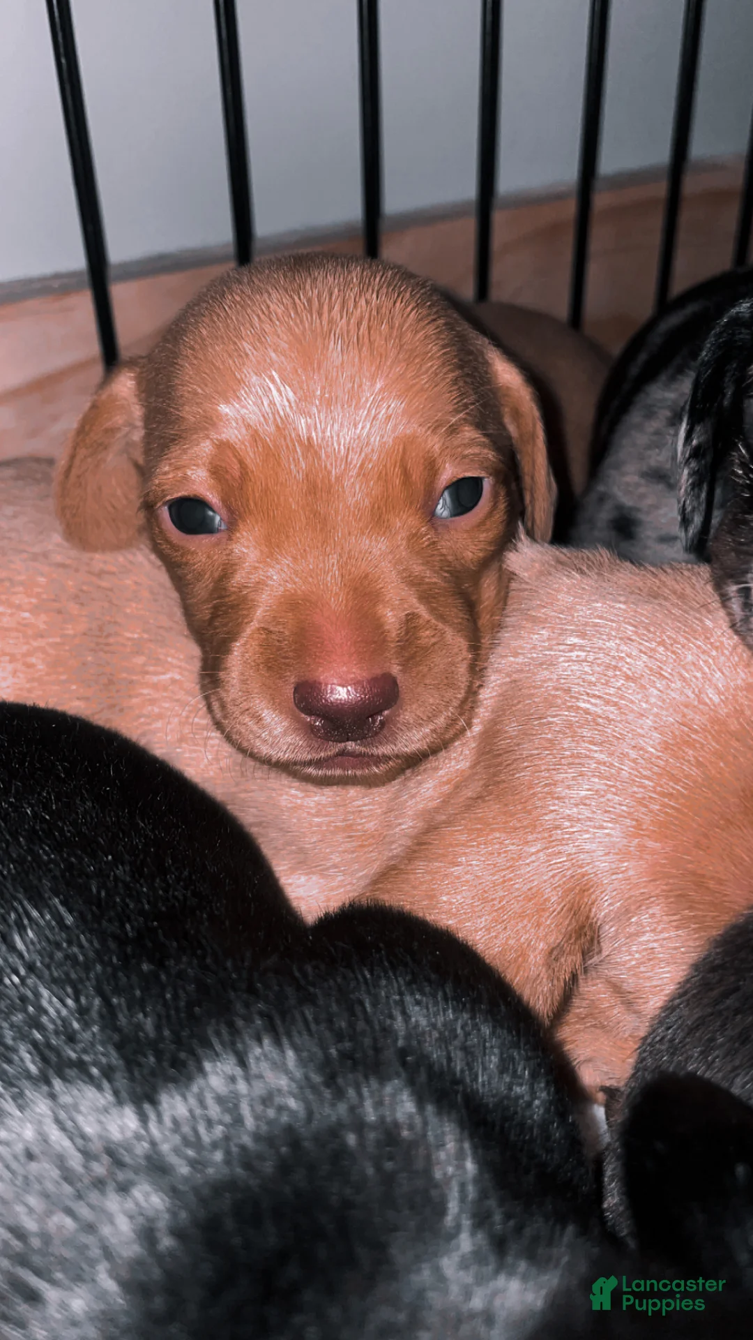 Miniature Dachshund dogs for sale: Miniature Dachshund Puppy 3 - Ad 1
