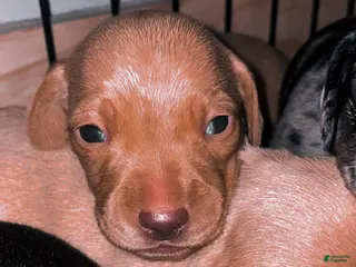 Miniature Dachshund dogs Miniature Dachshund Puppy 3 - Ad 1