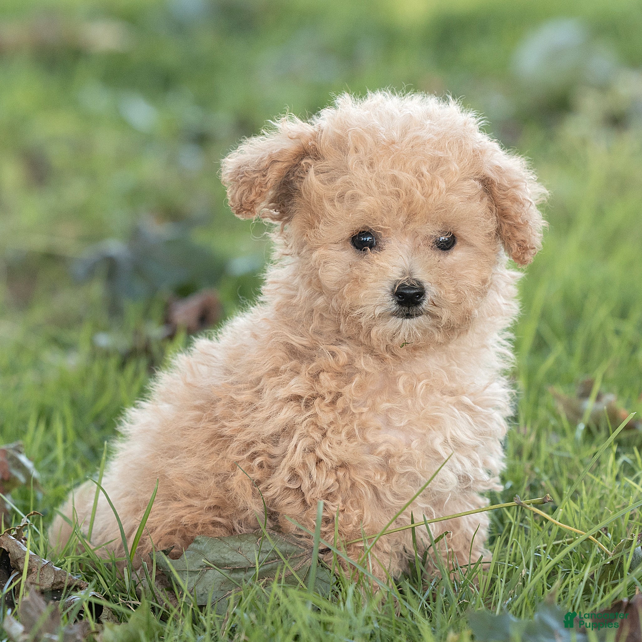 Maltipoo dogs Winston Maltipoo  - Ad 2