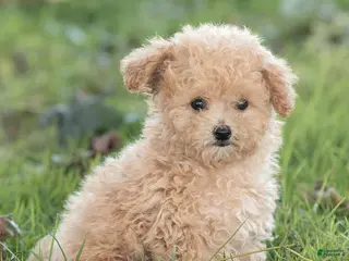 Maltipoo dogs Winston Maltipoo - Ad 2