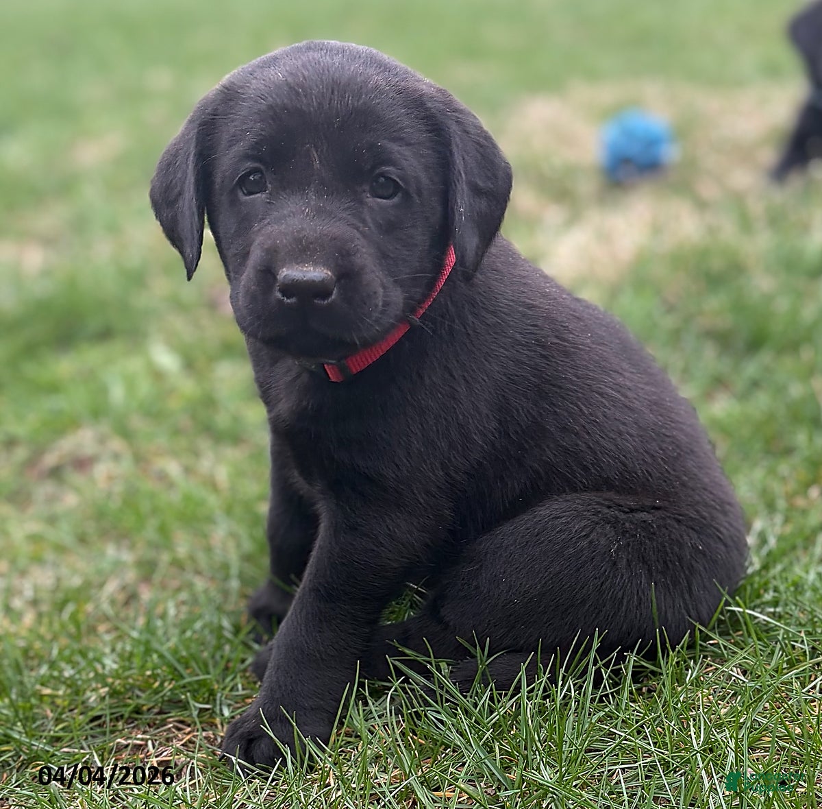 Labrador Retriever dogs Ruby - Ad 1