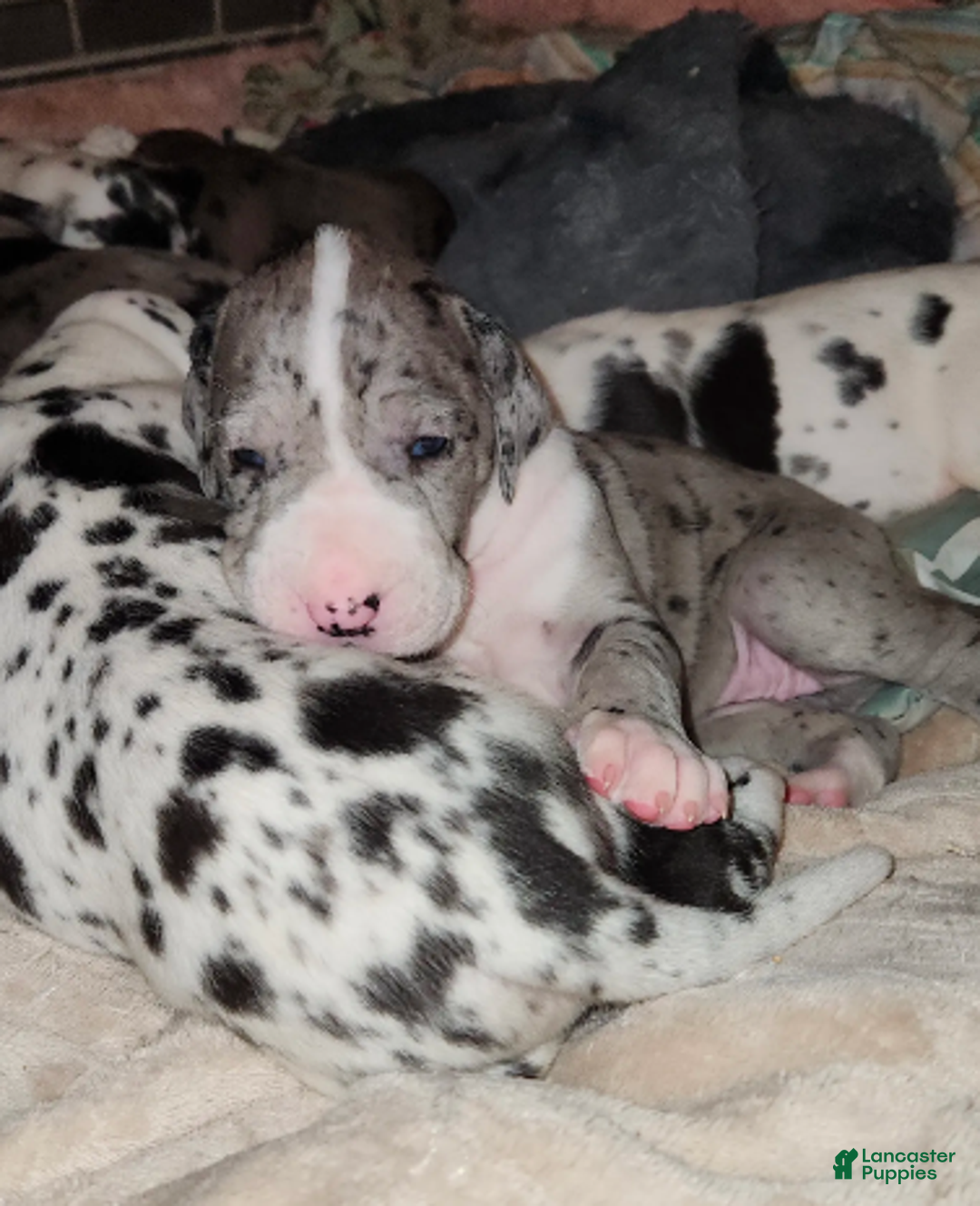 Great Dane dogs for sale: TOP EURO Merle mantle F - Ad 6