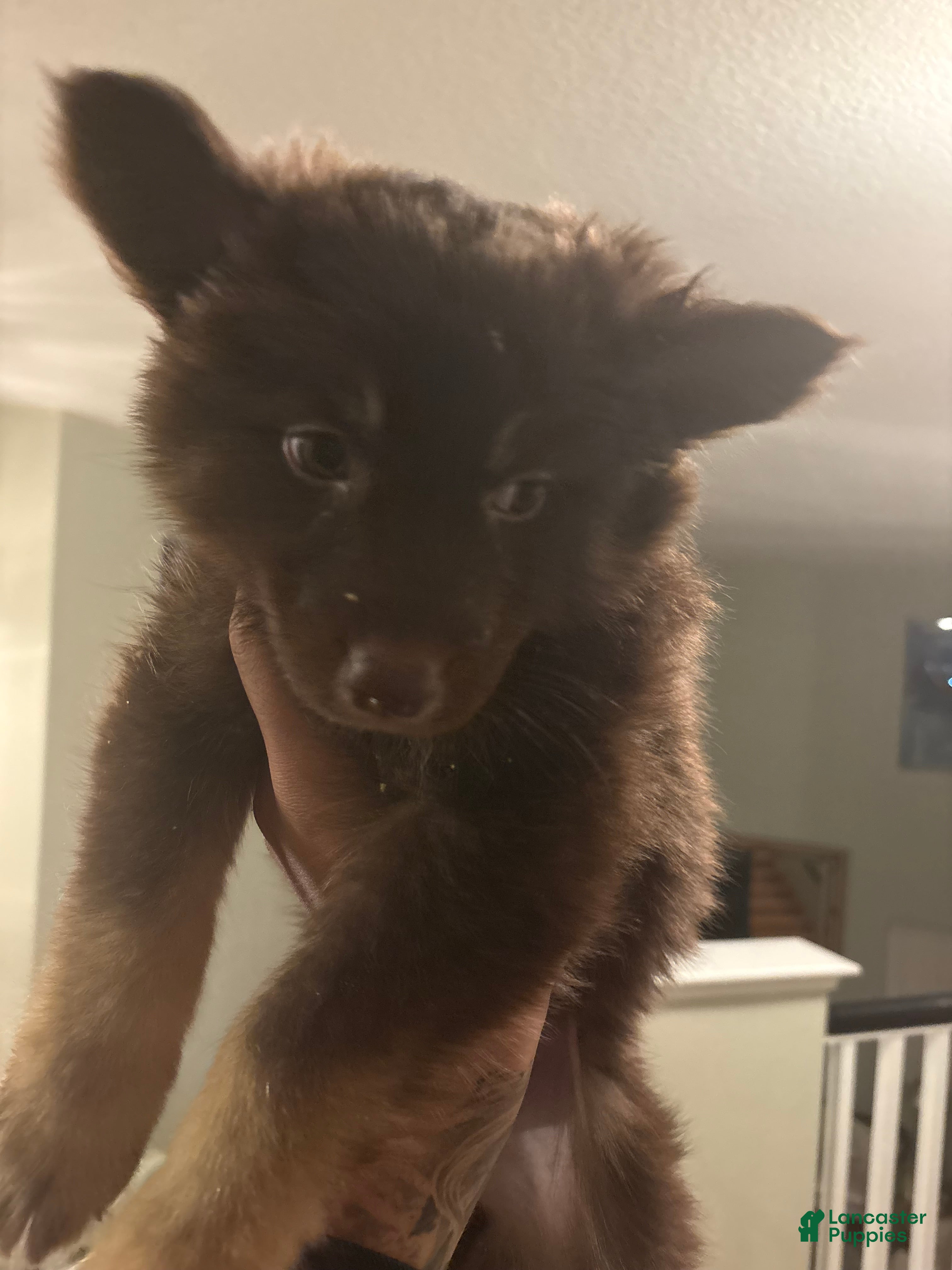 Gerberian Shepsky dogs Gerberian Shepsky Puppy 1 - Ad 1