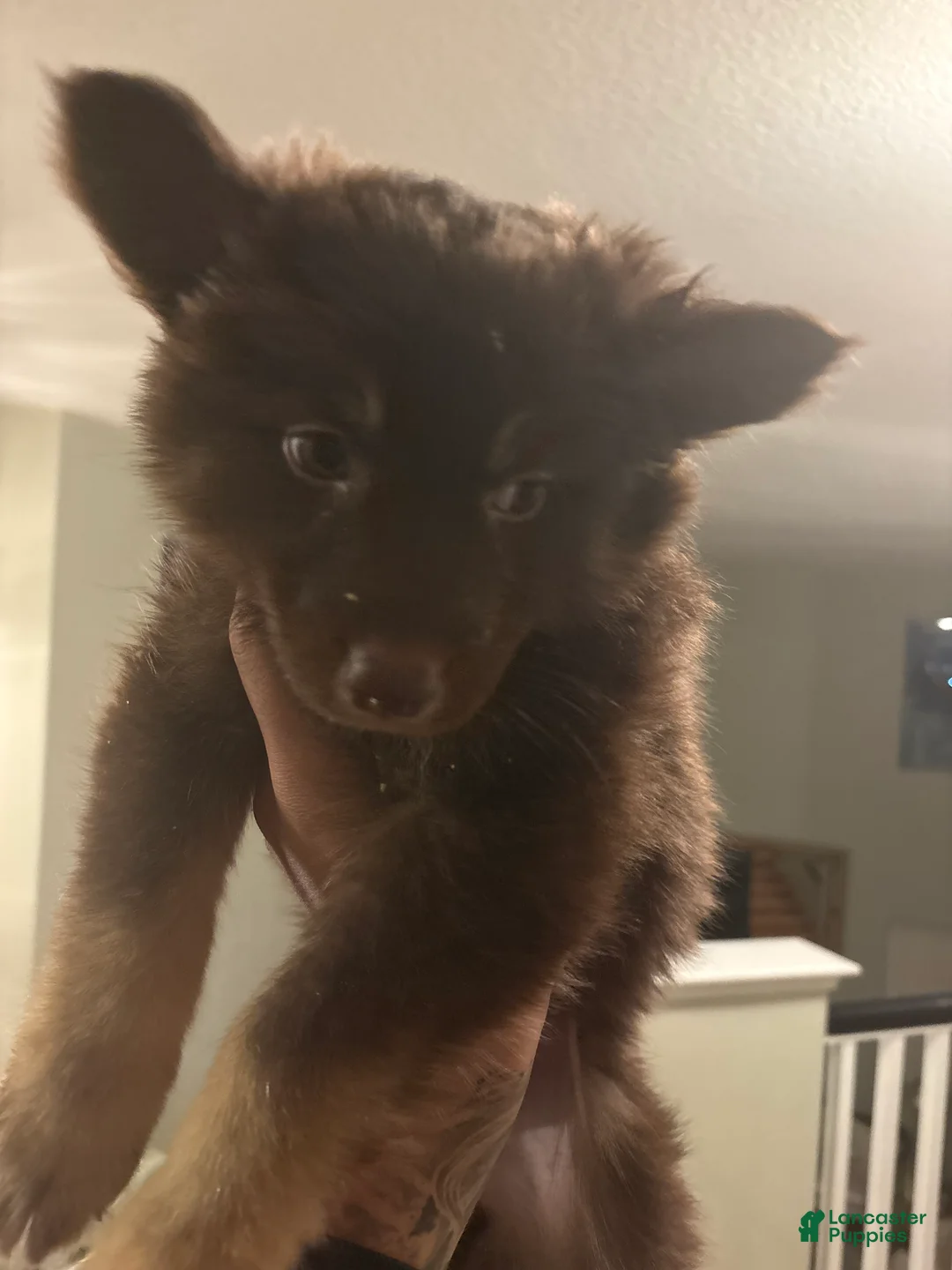 Gerberian Shepsky dogs for sale: Gerberian Shepsky Puppy 1 - Ad 1