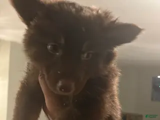 Gerberian Shepsky dogs Gerberian Shepsky Puppy 1 - Ad 1