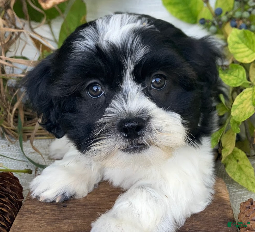 Teddy Bear dogs for sale: Skylar - Ad 2