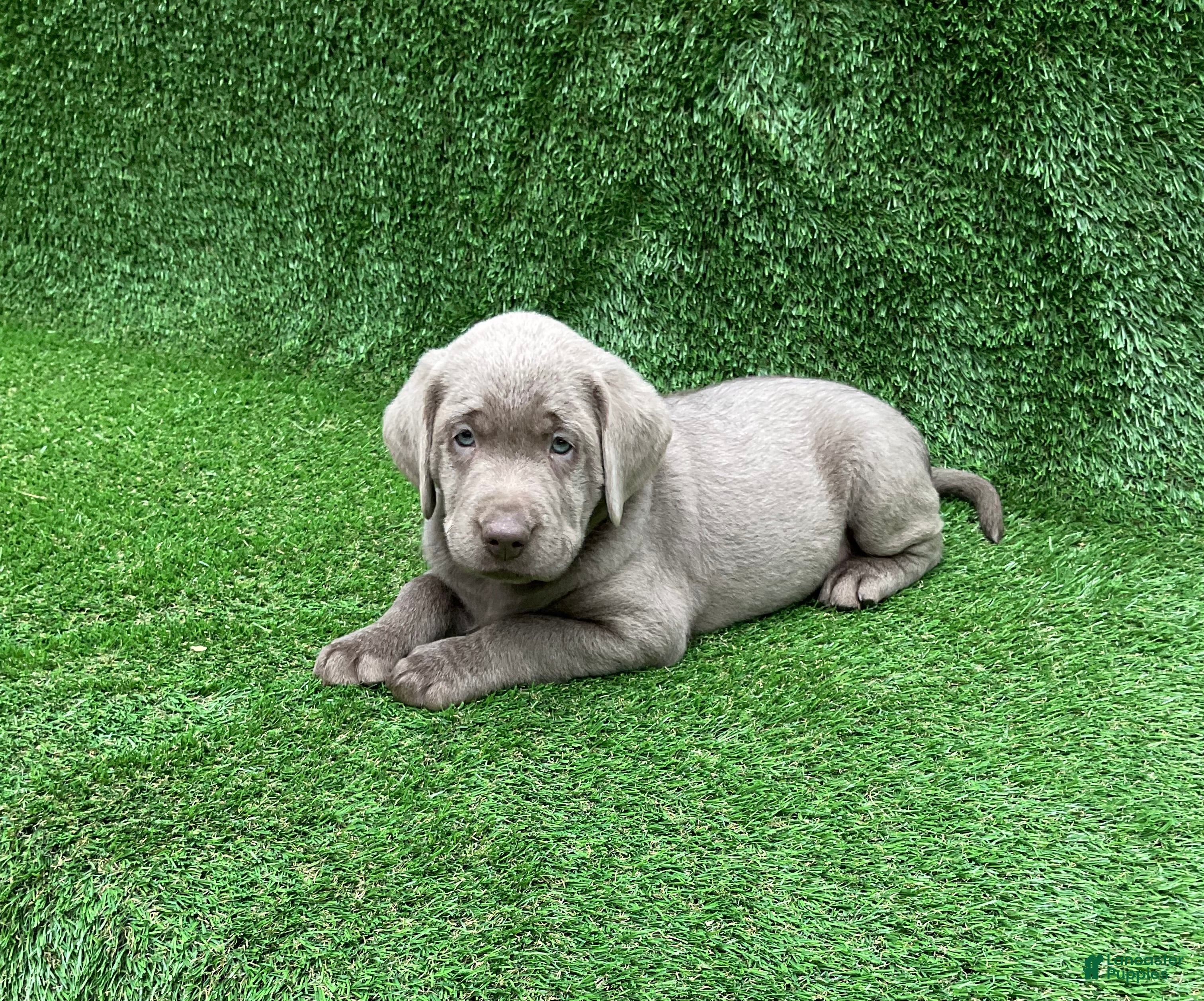 Labrador Retriever dogs Cole - Ad 2
