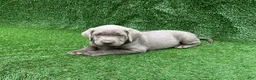 Labrador Retriever dogs for sale: Cole - Ad 2
