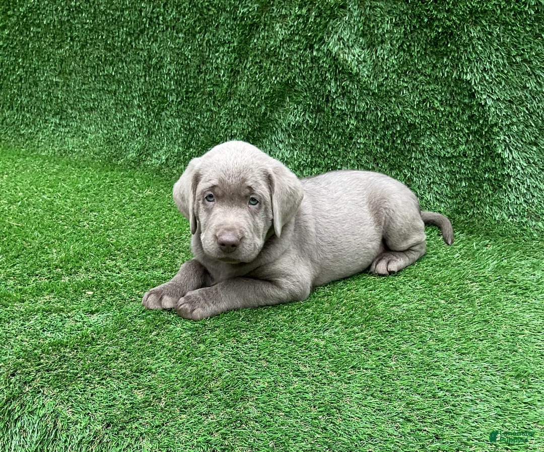 Labrador Retriever dogs for sale: Cole - Ad 2