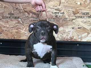 American Bully dogs Korra - Ad 1