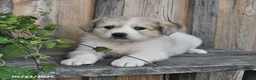 Mixed Breed dogs for sale: Finn - Ad 1