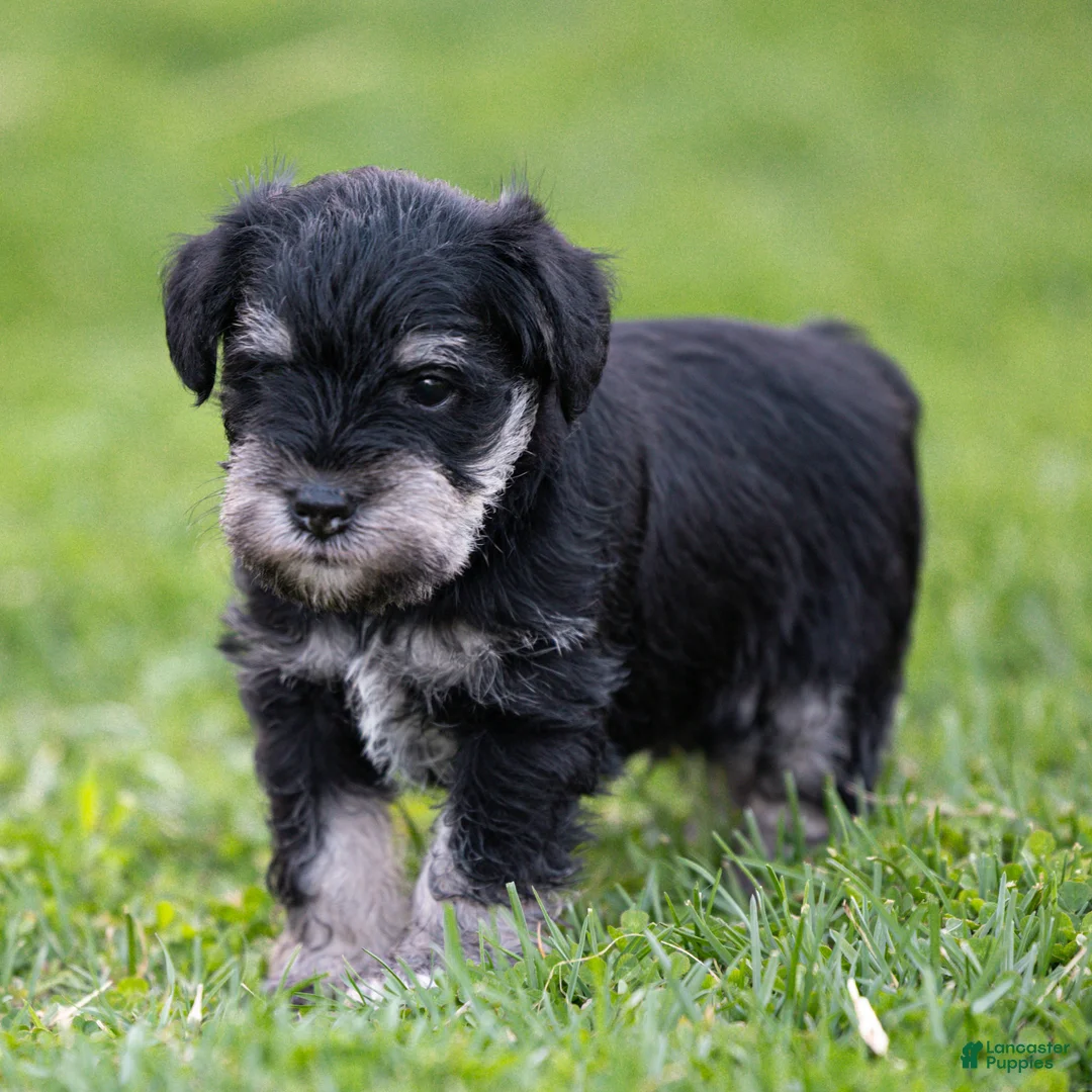Miniature Schnauzer dogs for sale: George Miniature Schnauzer Puppy  - Ad 1