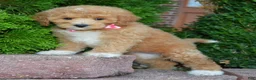 Cavapoo dogs for sale: Callie - Ad 12