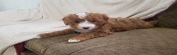 Mini Goldendoodle dogs for sale: Mini Goldendoodle Puppy 2 - Ad 3