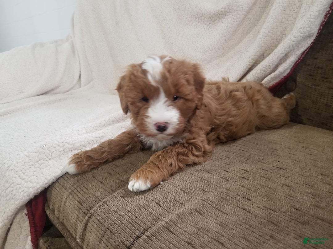 Mini Goldendoodle dogs for sale: Mini Goldendoodle Puppy 2 - Ad 3