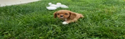 Cavalier King Charles Spaniel dogs for sale: Mocha 🐶✨ - Ad 9