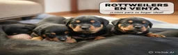 Rottweiler dogs for sale: Rottweiler Puppy 3 - Ad 1