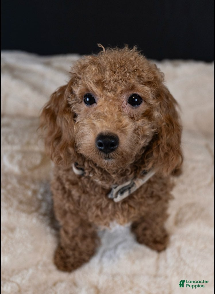 Maltipoo dogs Garnet - Ad 1