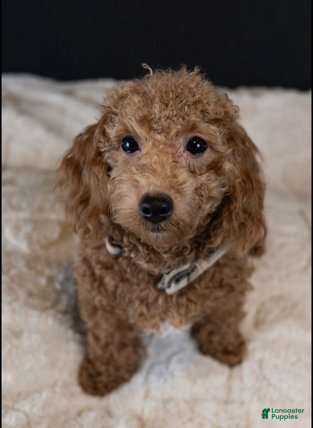 Maltipoo dogs for sale: Garnet - Ad 1
