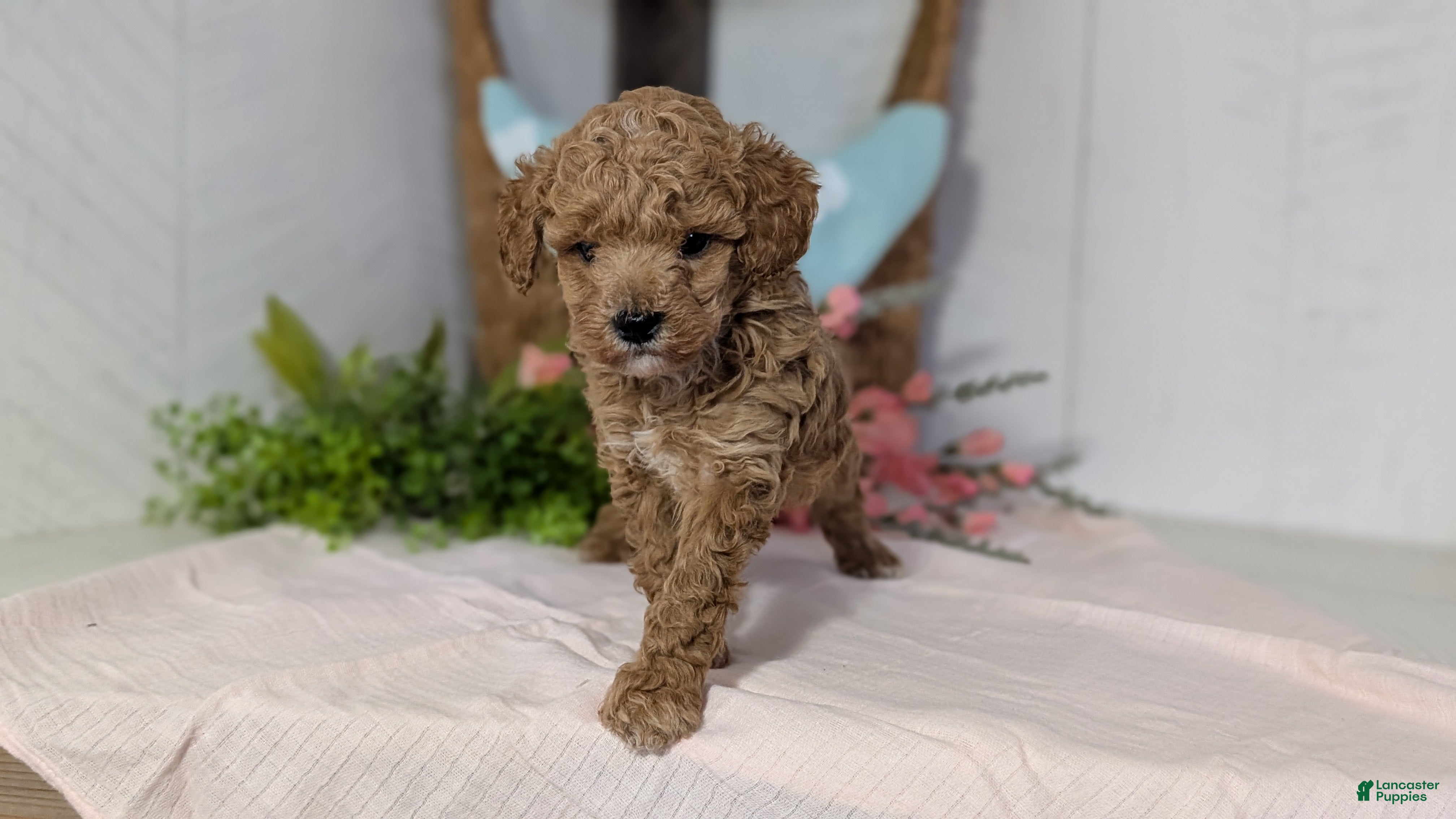 Miniature Poodle dogs Zion - Ad 7