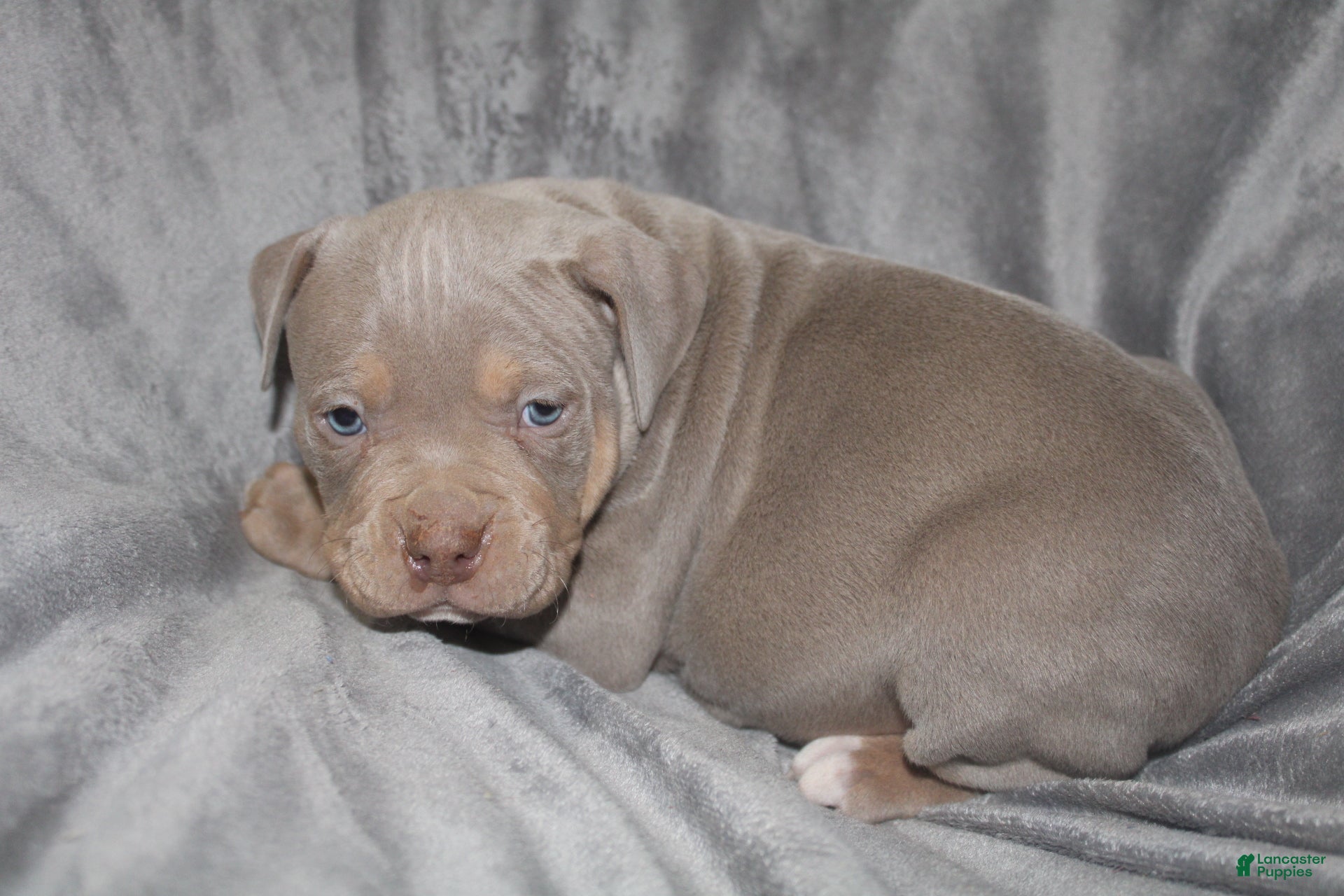 American Bully dogs Lykin - Ad 42