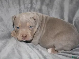 American Bully dogs Lykin - Ad 42