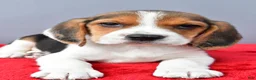 Beagle dogs for sale: Dora - Ad 4