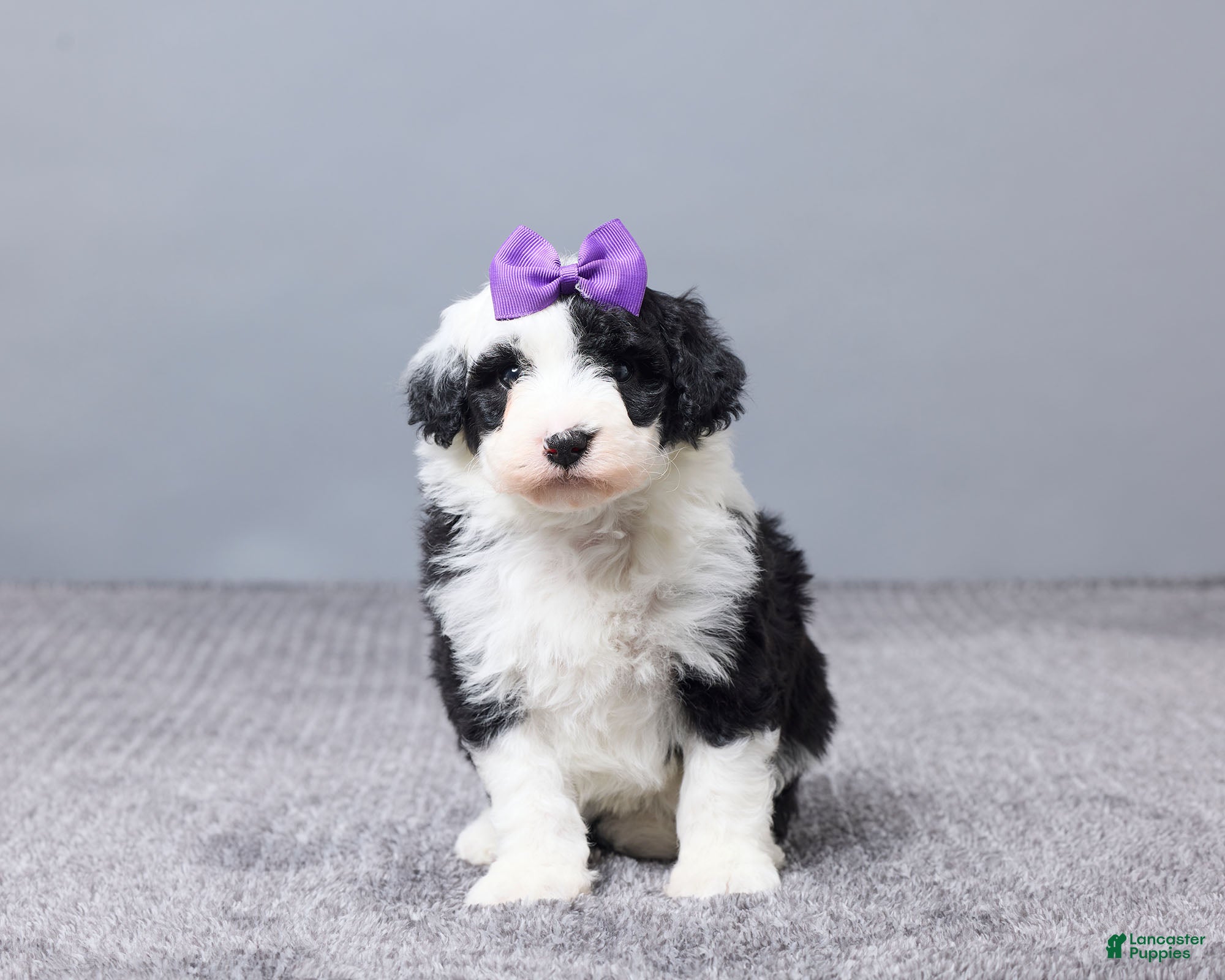 Sheepadoodle dogs Addison - Ad 5