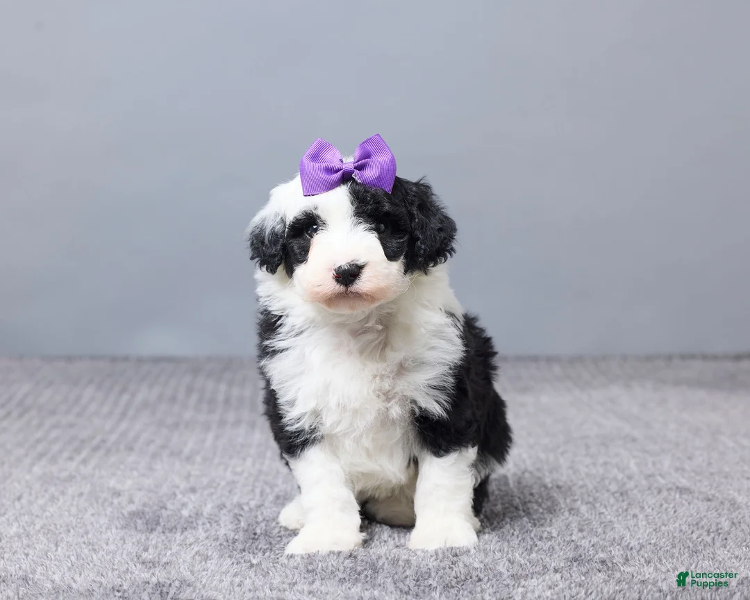 Sheepadoodle dogs for sale: Addison - Ad 1