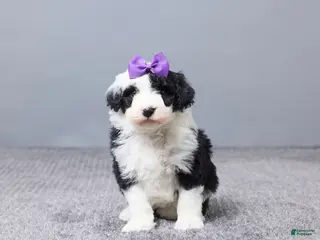 Sheepadoodle dogs Addison - Ad 5