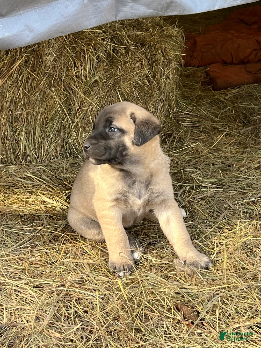 Anatolian Shepherd dogs for sale: Anatolian Shepherd Puppy 2 - Ad 1