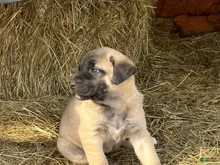 Anatolian Shepherd dogs for sale: Anatolian Shepherd Puppy 2 - Ad 1